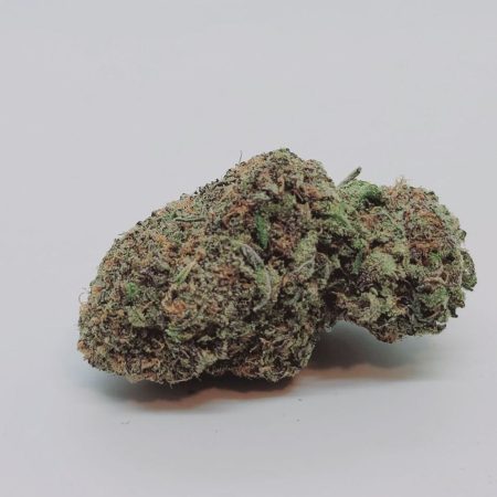 3 Kings *Sativa*