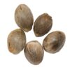 Parkland Flower Inc. - Northern Lights Seeds (Regular) - Hybrid - 5 Pack
