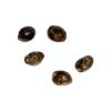 Autoflower Breeder's Club - SFV OG Pink Kush THC Auto Seeds - Hybrid - 5 Pack