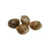 Cherry Head Seeds