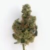 Sweet Grass Chocolate Chip Mint